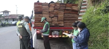 Cali extrema medidas para la protección de flora en peligro de extinción