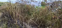 Dagma mitigó riesgo de nuevo incendio en el cerro de Las Tres Cruces