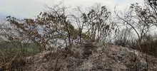 Dagma mitigó riesgo de nuevo incendio en el cerro de Las Tres Cruces