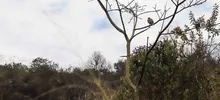 Dagma mitigó riesgo de nuevo incendio en el cerro de Las Tres Cruces
