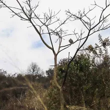 Dagma mitigó riesgo de nuevo incendio en el cerro de Las Tres Cruces