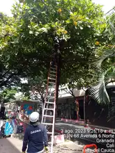 El Dagma realiza mantenimiento preventivo en árboles de la Avenida Sexta