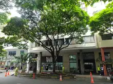 El Dagma realiza mantenimiento preventivo en árboles de la Avenida Sexta
