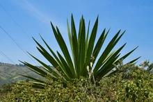 Caleños madrugaron a consentir al río Cali y cuidar el cerro de Cristo Rey