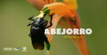 Abejorro Carpintero: Un Incansable Polinizador y Constructor de Nidos 