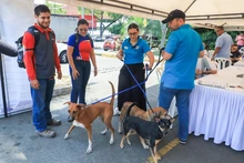 Caleños siguen adoptando a los seres sintientes más vulnerables