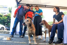 Caleños siguen adoptando a los seres sintientes más vulnerables