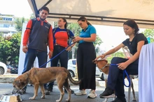 Caleños siguen adoptando a los seres sintientes más vulnerables