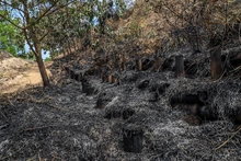 Incendio en ecoparque del cerro La Bandera acabó con unas 20 hectáreas de vegetación