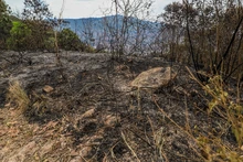 Incendio en ecoparque del cerro La Bandera acabó con unas 20 hectáreas de vegetación