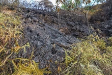 Incendio en ecoparque del cerro La Bandera acabó con unas 20 hectáreas de vegetación