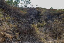 Incendio en ecoparque del cerro La Bandera acabó con unas 20 hectáreas de vegetación
