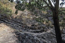Incendio en ecoparque del cerro La Bandera acabó con unas 20 hectáreas de vegetación