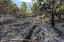Incendio en ecoparque del cerro La Bandera acabó con unas 20 hectáreas de vegetación