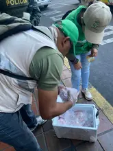Dagma hace pedagogía y ejerce autoridad para que en el ‘Petronio’ no se comercialicen especies de fauna silvestre