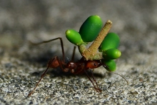 Foto_1