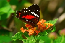 Foto_8