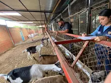 Unidad de Protección Animal atendió caso de animales en estado de desnutrición