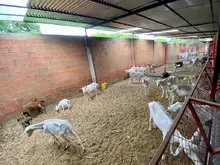Unidad de Protección Animal atendió caso de animales en estado de desnutrición