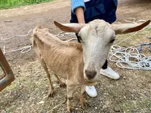 Unidad de Protección Animal atendió caso de animales en estado de desnutrición