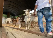 Unidad de Protección Animal atendió caso de animales en estado de desnutrición