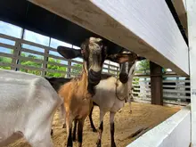 Unidad de Protección Animal atendió caso de animales en estado de desnutrición
