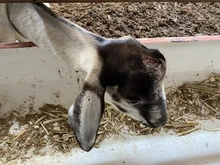 Unidad de Protección Animal atendió caso de animales en estado de desnutrición