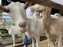 Unidad de Protección Animal atendió caso de animales en estado de desnutrición