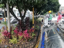 Avanza el mantenimiento de jardines en Cali