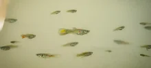 Los guppies, peces que ayudan a combatir el dengue