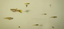 Los guppies, peces que ayudan a combatir el dengue