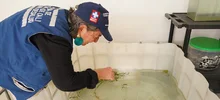 Los guppies, peces que ayudan a combatir el dengue