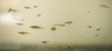 Los guppies, peces que ayudan a combatir el dengue
