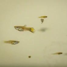 Los guppies, peces que ayudan a combatir el dengue
