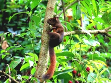 La ardilla común: tesoro natural en los bosques urbanos de Cali