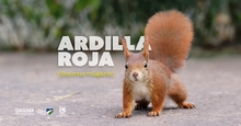 La ardilla común: tesoro natural en los bosques urbanos de Cali