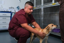 Futuros médicos veterinarios realizan prácticas profesionales en el Centro de Bienestar Animal de Cali