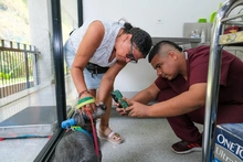 Futuros médicos veterinarios realizan prácticas profesionales en el Centro de Bienestar Animal de Cali