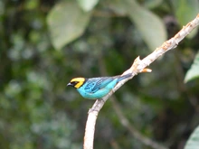 Descubre uno de los paraísos naturales en el corregimiento La Elvira