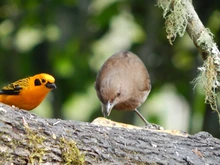 Descubre uno de los paraísos naturales en el corregimiento La Elvira