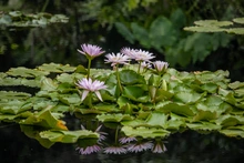 Jardín Botánico de Cali, un nuevo atractivo natural en la ‘sucursal del cielo’ 