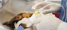 Animales de Pance fueron esterilizados durante jornada en La Vorágine
