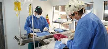 Animales de Pance fueron esterilizados durante jornada en La Vorágine