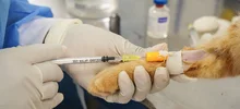 Animales de Pance fueron esterilizados durante jornada en La Vorágine