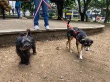 Caleños son cada vez más conscientes sobre beneficios de adoptar animales de compañía