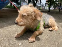 Caleños son cada vez más conscientes sobre beneficios de adoptar animales de compañía