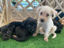 Caleños son cada vez más conscientes sobre beneficios de adoptar animales de compañía