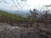 Dagma realizó verificación de afectaciones tras incendio en cerro La Bandera