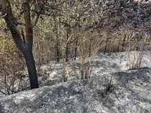 Dagma realizó verificación de afectaciones tras incendio en cerro La Bandera