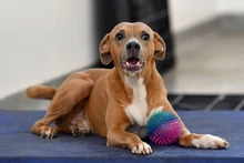Caninas buscan un amor que supere las limitaciones físicas